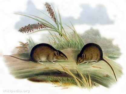 ratón de oro australiano