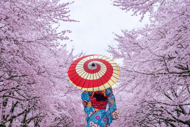 Japánban nagy kultusza van a cseresznyevirágzásnak