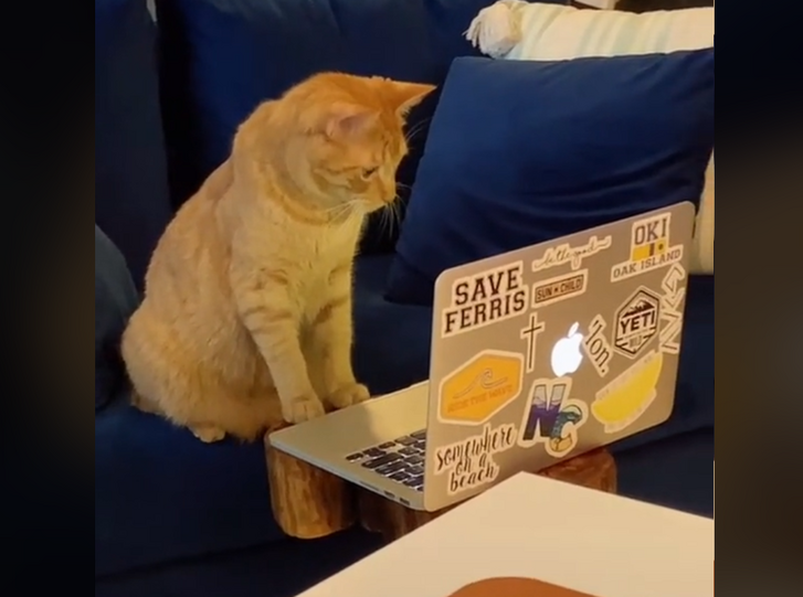 macstop.png