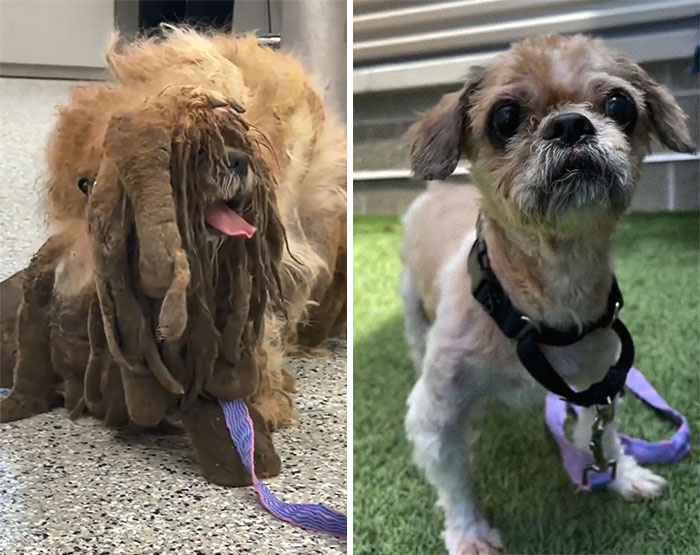 Dog-is-unrecognizable-after-having-his-fur-shaved-in-the-USA-60c
