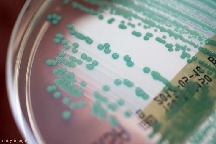 Meticillin rezisztens Staphylococcus aureust tartalmazó petricsésze a regensburgi klinikán