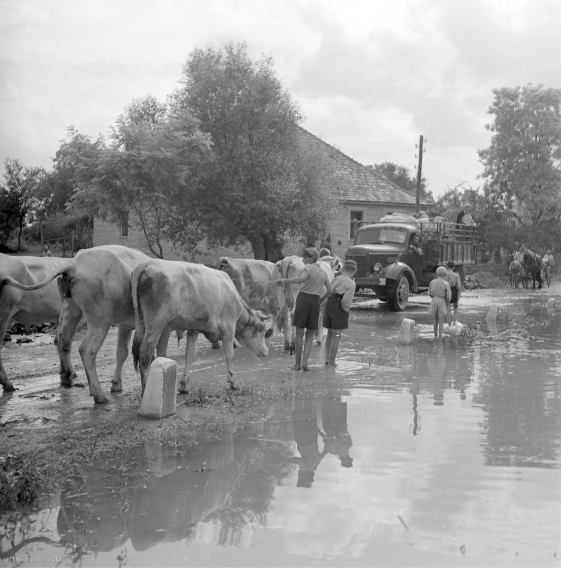 Szarvasmarhákat vezetnek a még víz alatt álló utcán 1954. július 27-én. Az árvíz elvonulása után megkezdődött a helyiek állatainak ingóságainak visszaszállítása a falvakba.