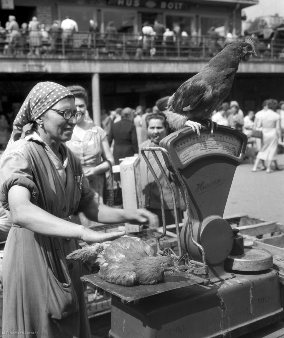 A budapesti 55-ös földműves szövetkezet elárusítója egy élő csirkét mér a mérlegen a Fény utcai piacon 1958. július 3-án.