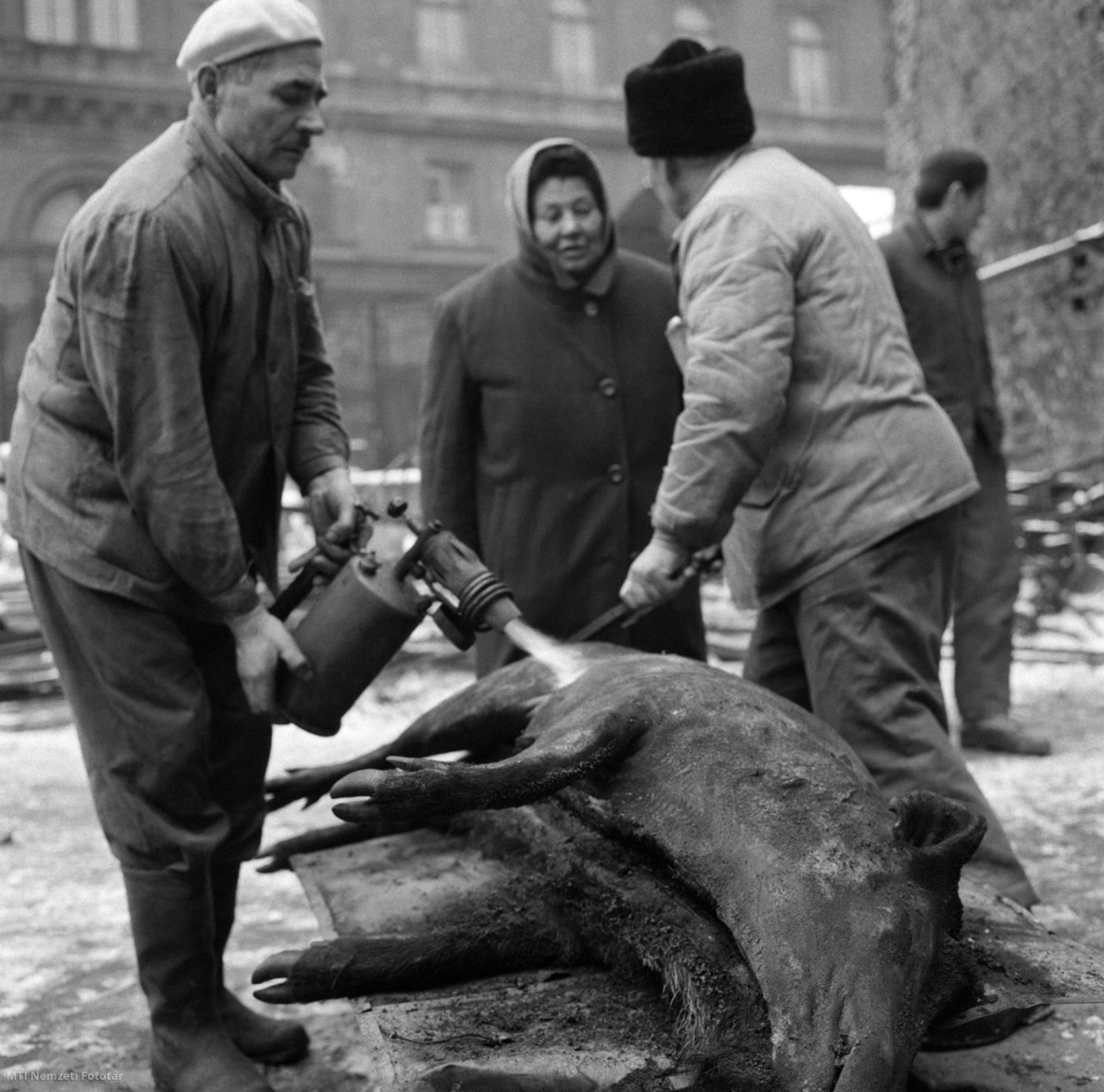 Férfiak perzselik a vaddisznót a Tolbuhin körúti vásárcsarnok udvarán 1966. január 14-én. Az idei kedvező vadászszezonban elejtett vadakból a budapesti piacokra is szállítanak szakszerű perzselés osztályozás után disznótoros vacsora készül belőlük.