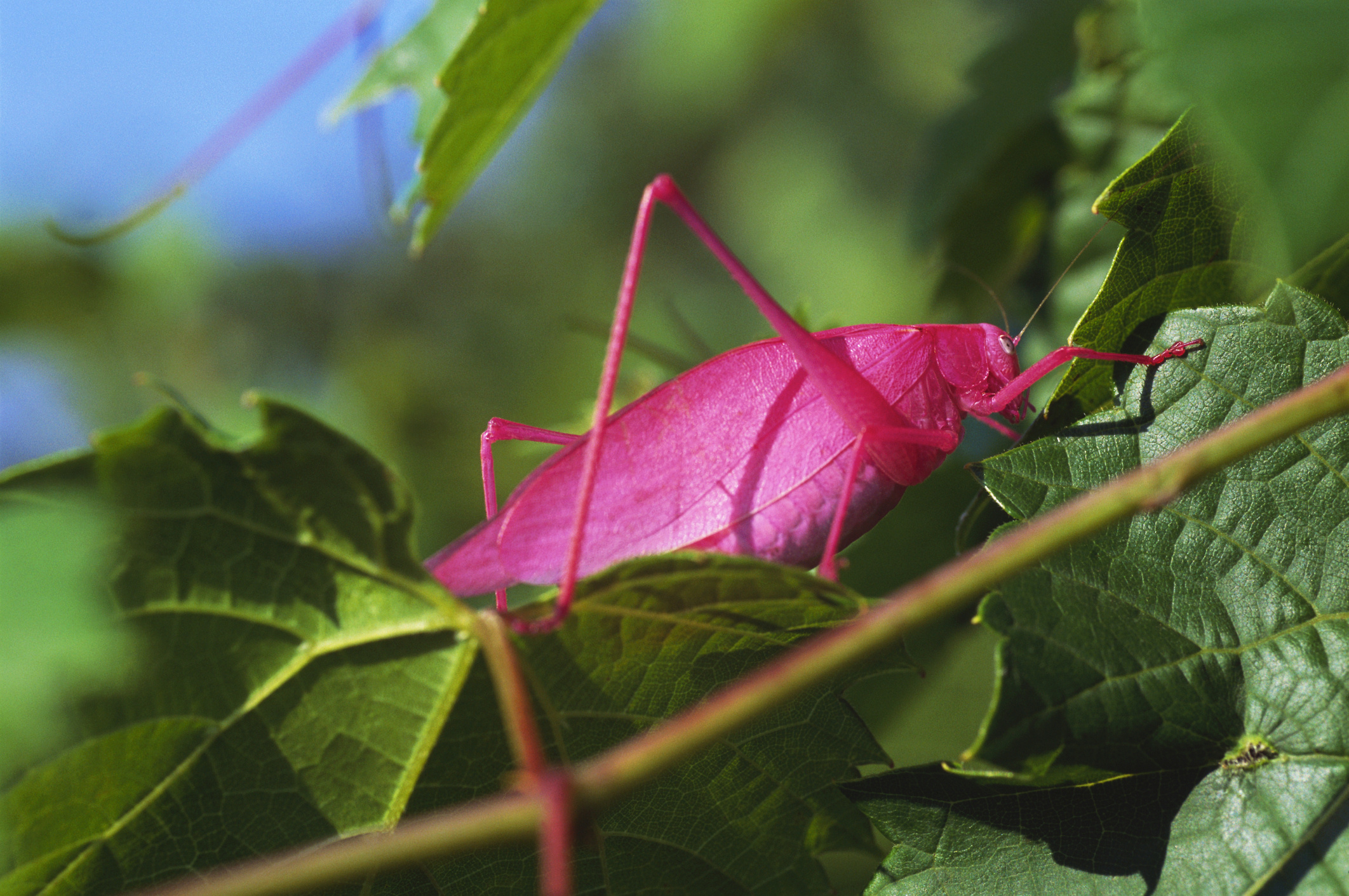 Катидид. Pink Katydid. Розовый кузнечик. Розовые насекомые.