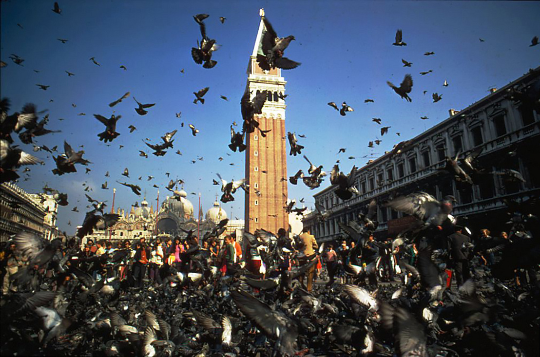 голуби в венеции