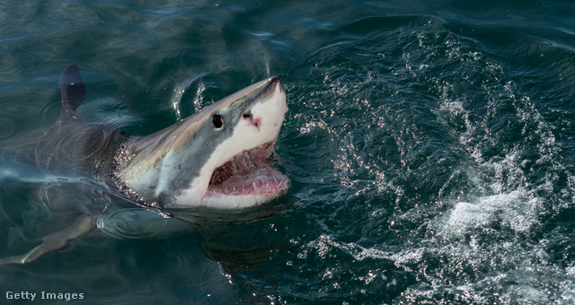 A cápatámadások valójában rendkívül ritkák