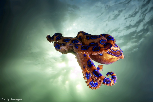 A kékgyűrűs polip gyönyörű, de veszélyes állat