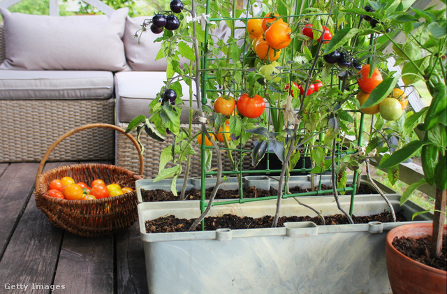 Zöldségeket és gyümölcsöket is nevelhetsz a balkonon