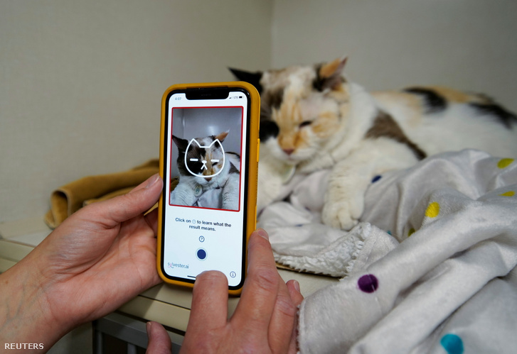 Dr. Liz Ruelle a Tably nevű új alkalmazást használja, amely olvassa a macska arcát és segít megfigyelni a macska egészségét a Wild Rose Cat klinikán Calgaryban, Kanadában 2021. július 14-én