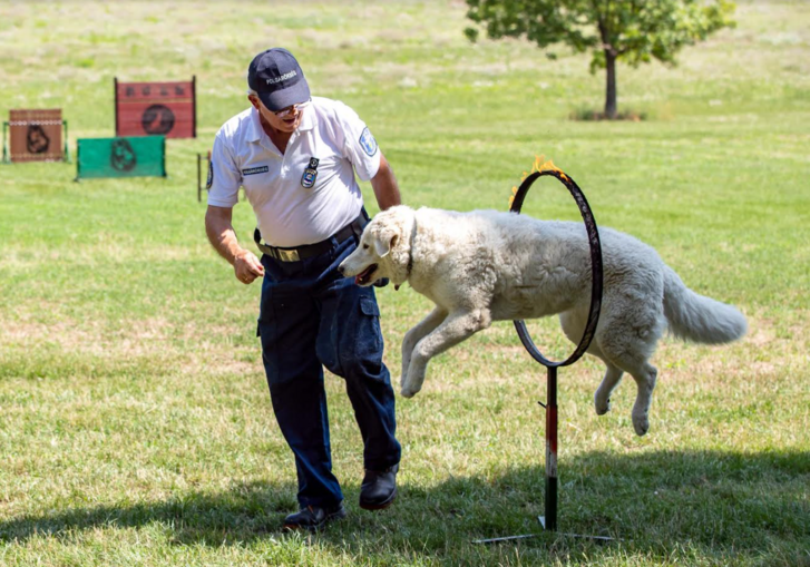 kuvasz.PNG