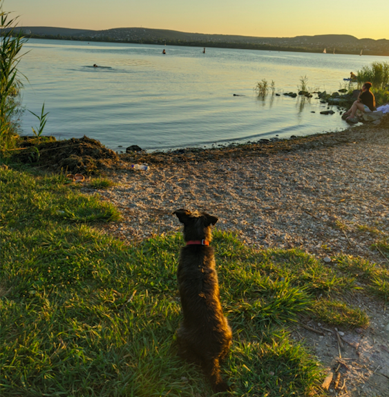 Kiwi kutya rajong a strandolásért