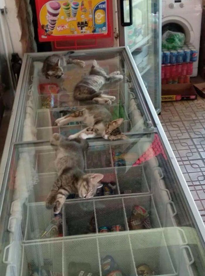 Olyan meleg van Törökországban, hogy a bolt tulajdonosa hagyta, hogy a kiscicák a jégkrémes hűtőn aludjanak.