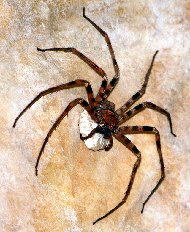 Az óriás vadászpók az egyik legnagyobb pók a világon