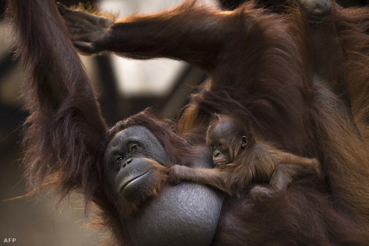 A fuengirolai Biopark állatkertben született orángután