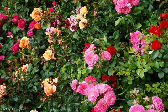 A sokszínű rózsának minden kertben helye van