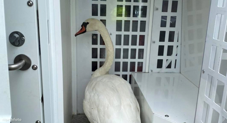 tk3s swns swan arrested 001 (2)