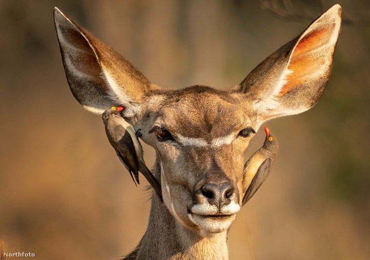 tk3s sn impala oxpecker 1