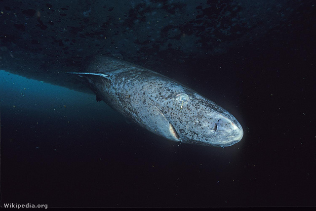 A grönlandi cápa a leghosszabb életű gerinces a Földön