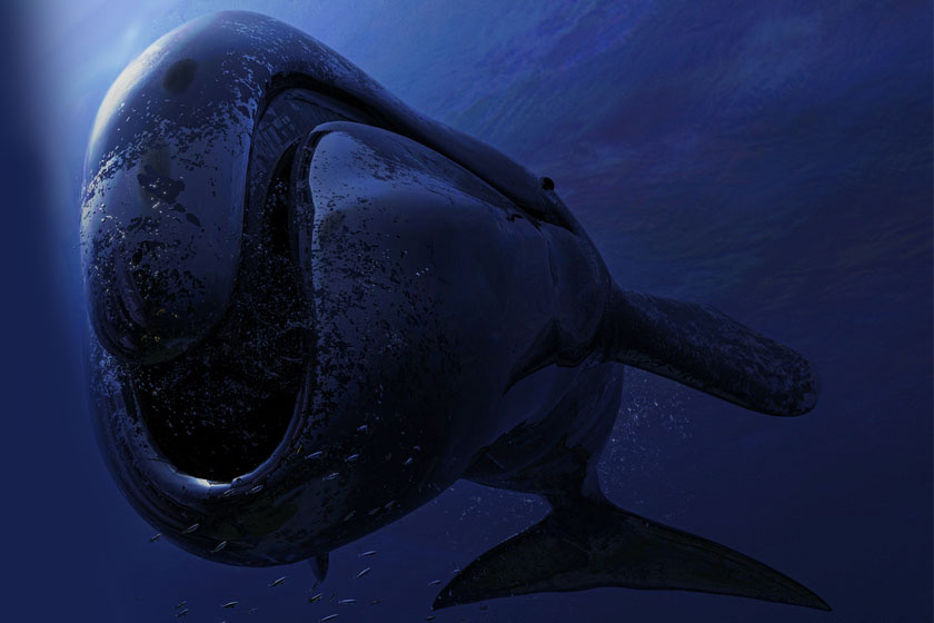 A grönlandi bálna (Balaena mysticetus) a leghosszabb életű emlős, mely akár 200 évig is élhet a National Oceanic and Athmospheric Administration adatai szerint. A különös, háromszögletű koponyával rendelkező faj a sarkvidékeken és Grönland vidékén él.