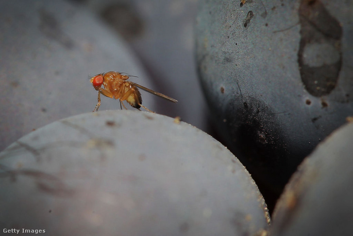 Drosophila suzukii elmélkedik egy szőlőszemen Németországban, egy bensheimi szőlősben 2014 szeptemberében