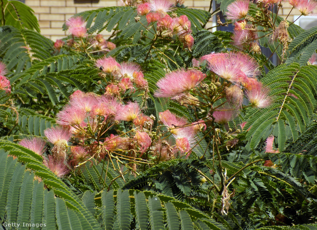 A selyemakác nyáron díszítő, rózsaszín, pompomszerű virágai igazán figyelemfelkeltők
