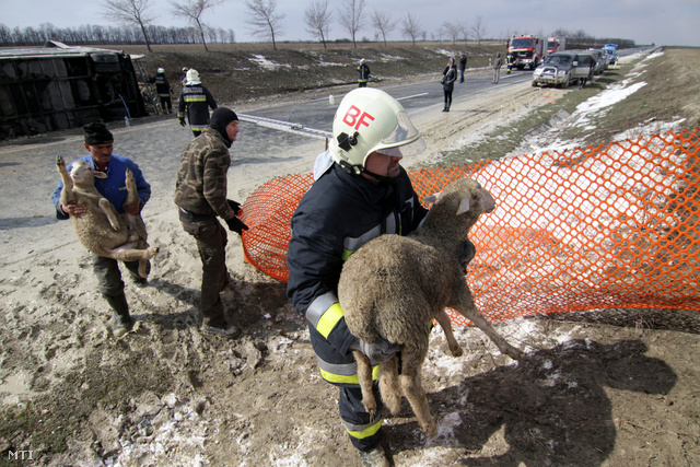 Tűzoltók mentik az életben maradt állatokat a 710-es úton, a papkeszi és balatonakarattyai körforgalmak között