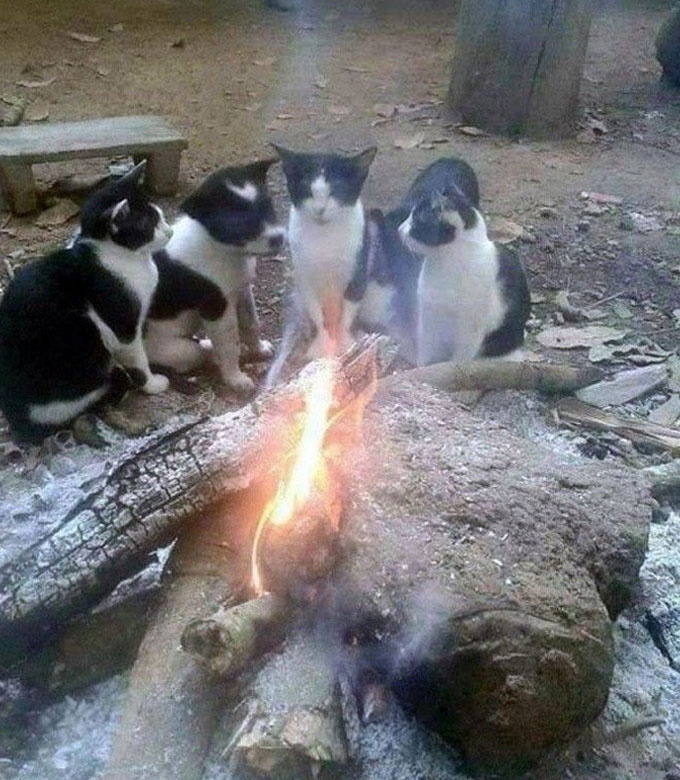 Mintha négy fekete-fehér cica ülne a tábortűz körül. De ha alaposabban megnézed, látni fogod, hogy egy kakukktojás van köztük.