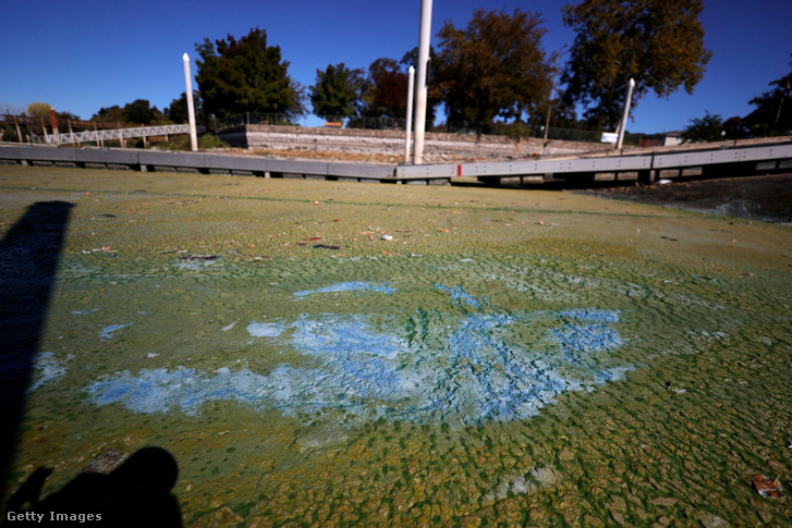 Kék-zöld algának nevezett mérgező cianobaktérium egy kaliforniai tó felszínén