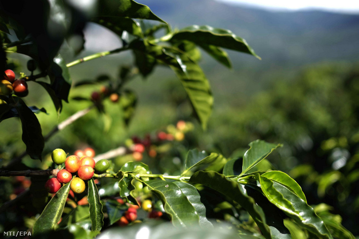 Kávécserje egy ültetvényen a Costa Rica-i Zona de los Santosban 2019. december 12-én