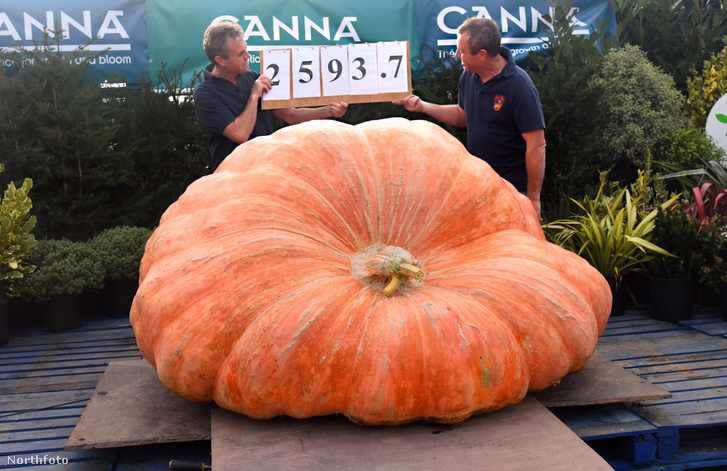 tk3s sn giant pumpkin 09