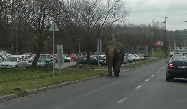 Kóborló elefánt Zalaegerszegen
