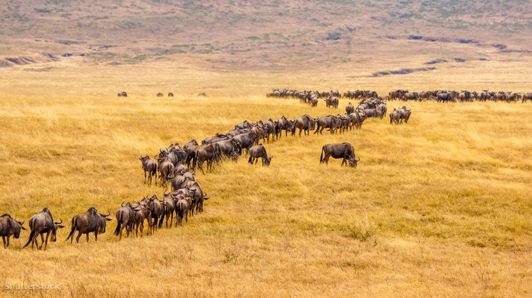 a Nagy Vándorlás során antilopok, gnúk és zebrák milliói utaznak a tanzániai Serengetiből a kenyai Masai Marába, hogy legelőket keressenek.