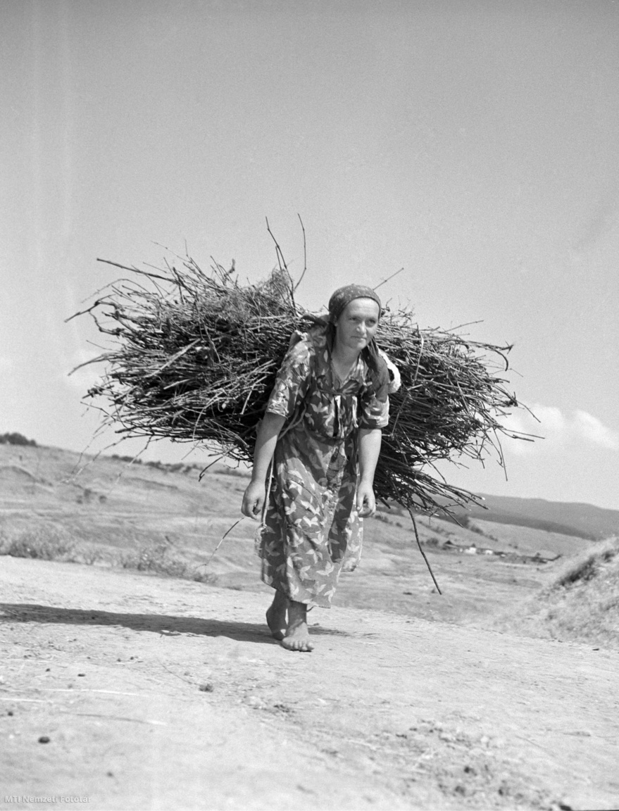 Gyöngyössolymos, 1951. augusztus 1. Gyöngyössolymosi parasztasszony rőzsét cipel a hátán.