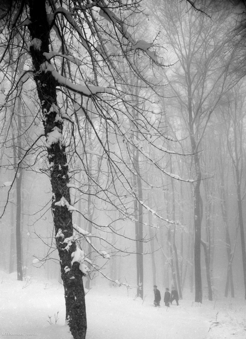 Galyatető, 1952. november 19. Sűrű köd ül a behavazott fák között.