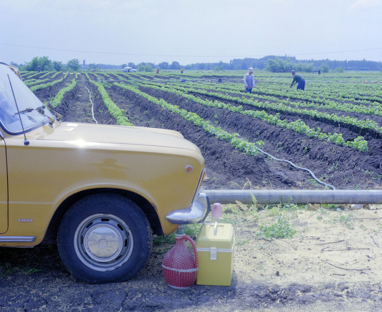 Egy Polski Fiat 125p, vagyis Nagypolszki orránál pihen a demizson és a hűtőtáska, míg a szőlőt kapálják és öntözik az abasári tsz tagjai