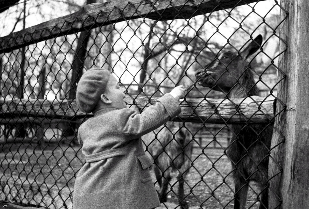 Budapest, 1948. április 6. Kecskét etet egy kisfiú a Fővárosi Állat- és Növénykertben.