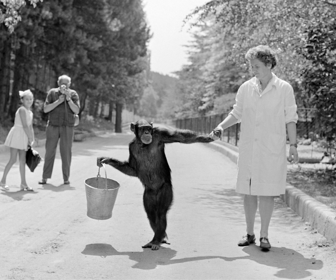 Veszprém, 1968. augusztus 6. Böbe, a veszprémi állatkert csimpánza gondozónőjével, Keresztes Ferencnével sétál. Böbe 1963-ban született Afrikában, Guineában. Anyját orvvadászok lőtték le. A kis csimpánzt először egy ott dolgozó magyar mérnök fogadta be, később a veszprémi állatkertbe került. Hihetetlen tanulékonysága, játékossága miatt az ország leghíresebb állatává vált. 1970. november 10-én pusztult el. 2004 óta áll egy fából készült szobor a sírja mögötti területen.