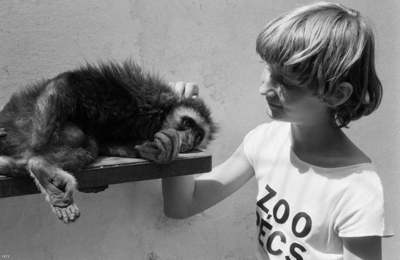 Pécs, 1986. június 27. A Zoo-iskola egyik táborozója egy fehérkezű gibbonnal. A pécsi Állatkertben nyári programot, Zoo-iskolát szerveznek gyerekeknek, ahol az állatokkal és gondozásukkal ismerkedhetnek.