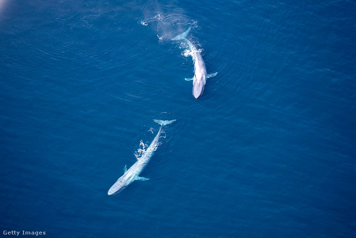 Kék bálnák