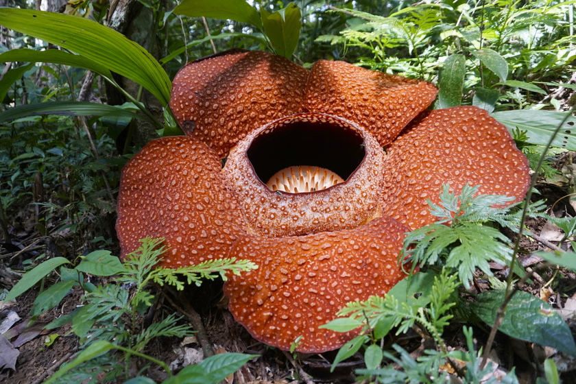 Az óriás bűzvirág (Rafflesia arnoldii) a bolygó legnagyobb ismert virága. A Maláj-félszigeten és a Szunda-szigeteken honos. A kifejlett bimbó a kinyílás előtti állapotban akár a 11 kilót is elérheti. Élősködő, nem is fotoszintetizál, méretén túl még az erőteljes, bűzös szagáról ismert, amellyel a legyeket vonzza magához.