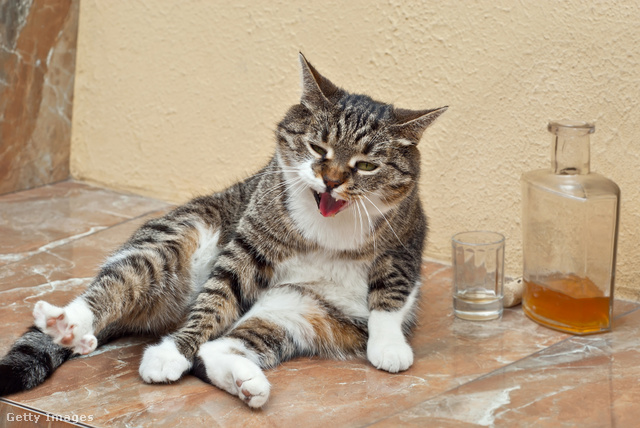 Még egy macska is lehet részeg, bár rá az alkohol fokozottan veszélyes