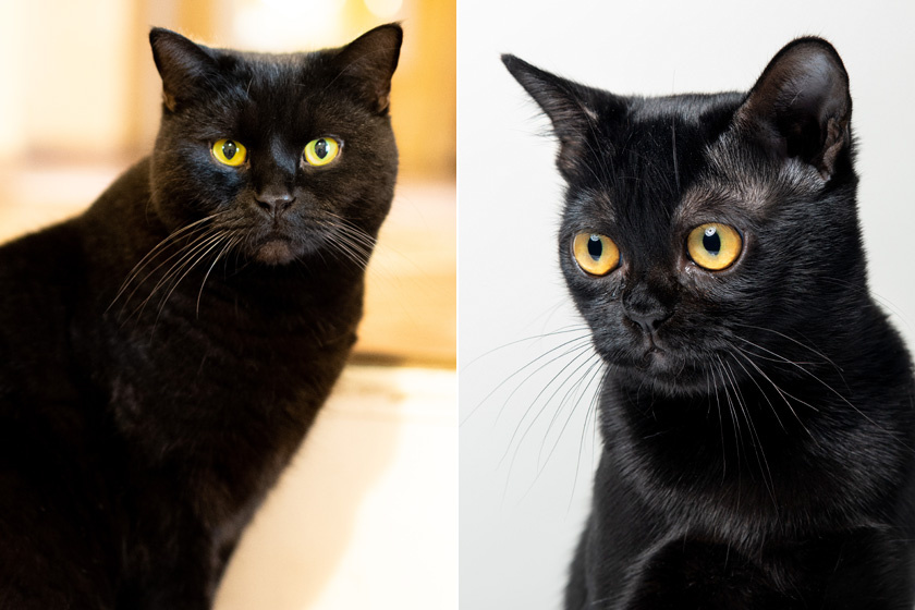 A balra látható házi fekete cica nagyon hasonlít a jobboldali bombay macskához. Utóbbit extra fekete bundájáról, kerek, sárga szemeiről és kissé nyomottabb pofijáról lehet megkülönböztetni tőle.