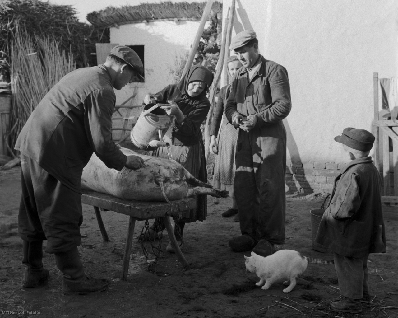 Nemesnádudvar, 1959. november 20. Garu Sebestyén, a Hosszúhegyi Állami Gazdaság kombájnosa családjával a levágott disznót tisztítja a feldolgozáshoz, házuk udvarán.