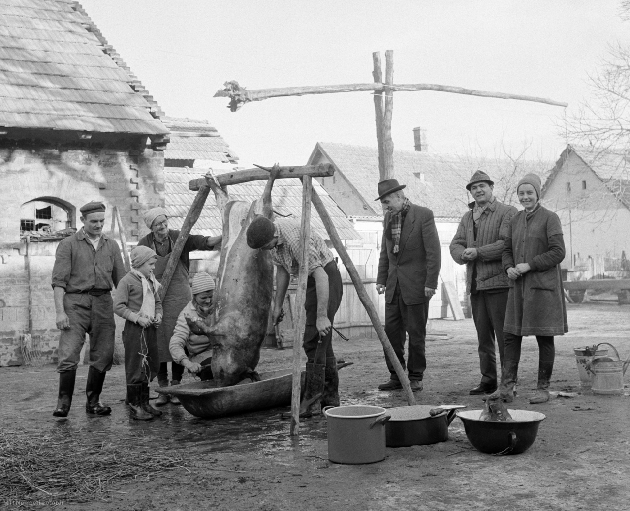 Magyarország, 1965. december 6. A levágott sertés feldolgozása a disznóvágáson. A felvétel készítésének helyszíne ismeretlen.