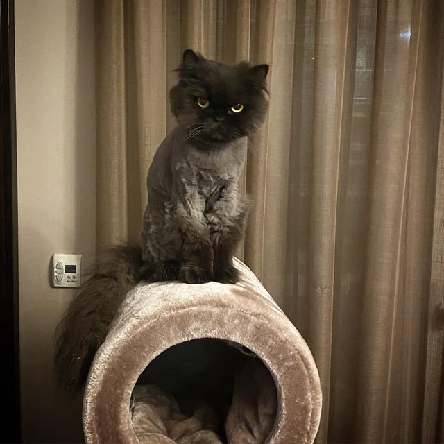 Zséda mémszerű cicája az Instagramon mindig nagyot megy