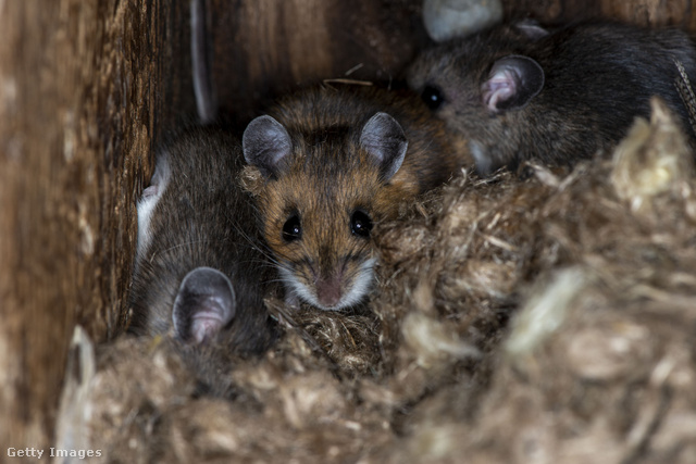 Vonszolás hangjai – Egerek vackot készítenek maguknak