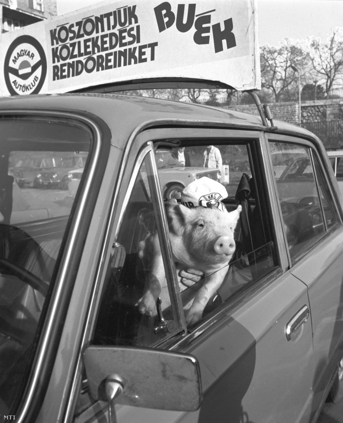 Egy igazán megnyerő külsejű szerencsemalac néz ki a Magyar Autóklub Ladájából, az 1980-as év szilveszterén köszöntik így a közlekedési rendőröket