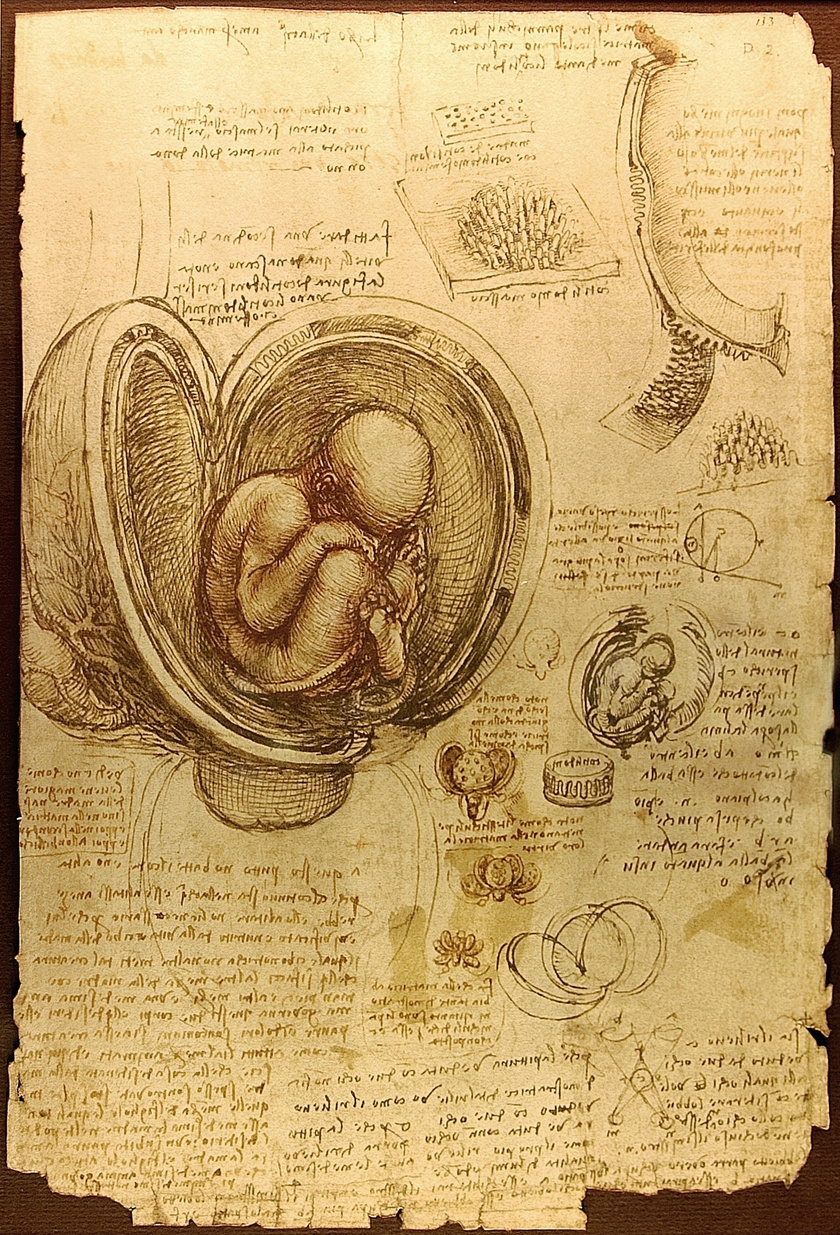 Da Vinci Studies of Embryos Luc Viatour