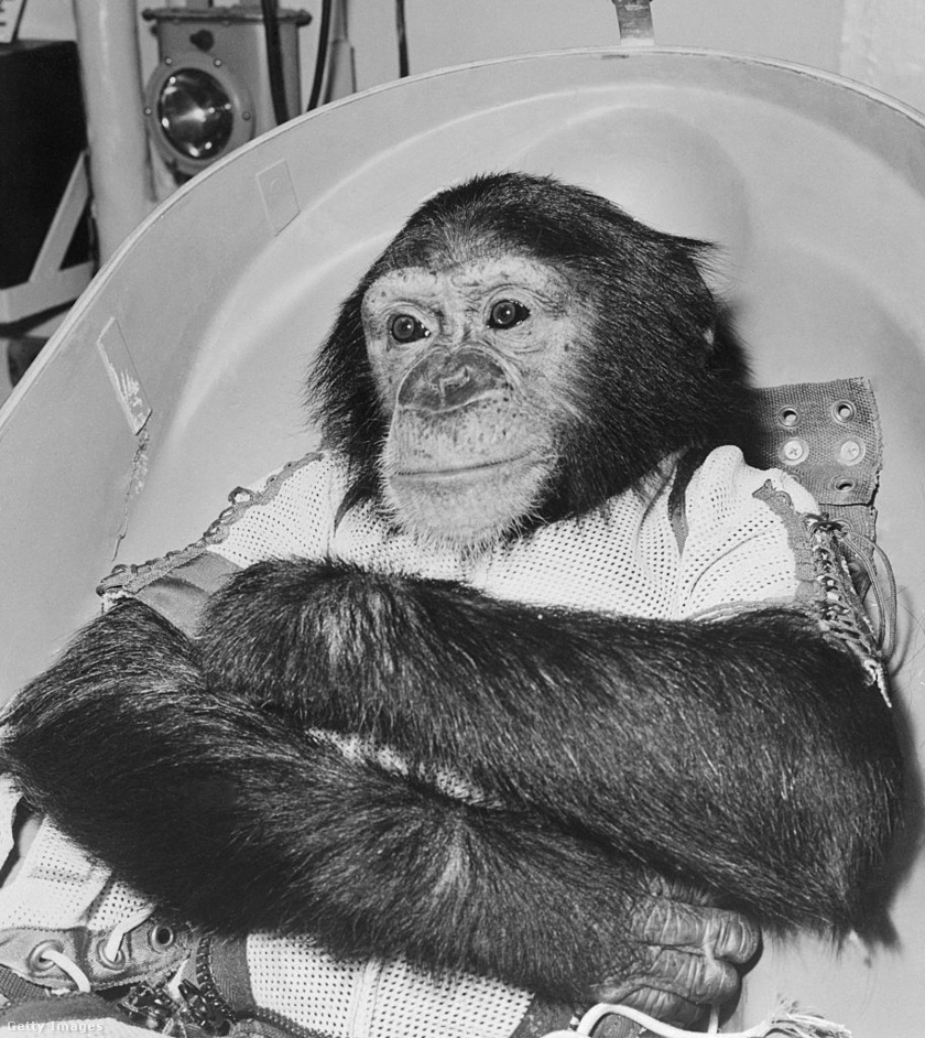 A negyven csimpánz közül Hamet választották az űrkutatók: Joseph V. Brady, a Holloman Air Force neurológusa a majom kétéves korában kezdett foglalkozni vele.